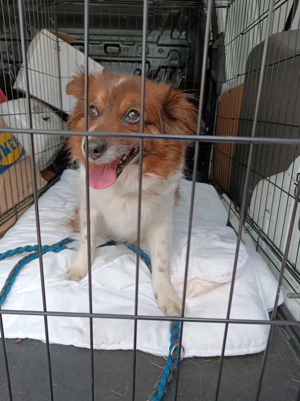 Znaleziono psa, Sosnowiec, 4 sierpnia 2025