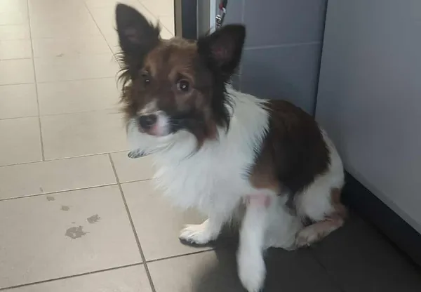 Znaleziono psa, Bydgoszcz, 4 sierpnia 2025