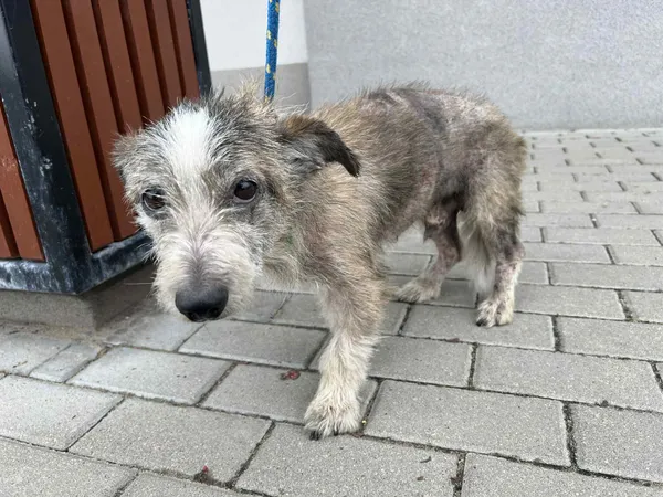 Znaleziono psa, Bydgoszcz, 4 sierpnia 2025