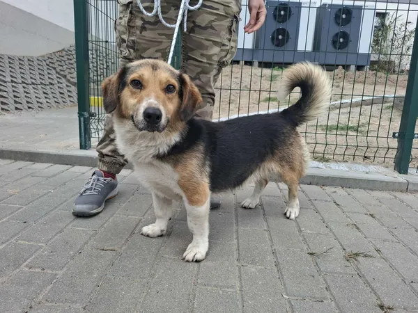 Znaleziono psa, Bydgoszcz, 2 sierpnia 2025