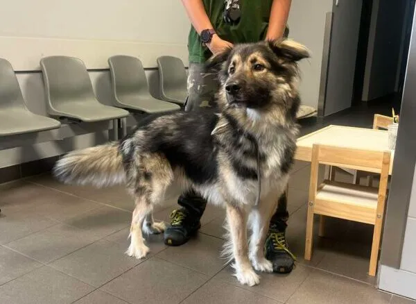 Znaleziono psa, Bydgoszcz, 1 sierpnia 2025