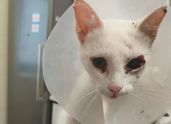 Znaleziono kota, Bydgoszcz, 1 sierpnia 2025