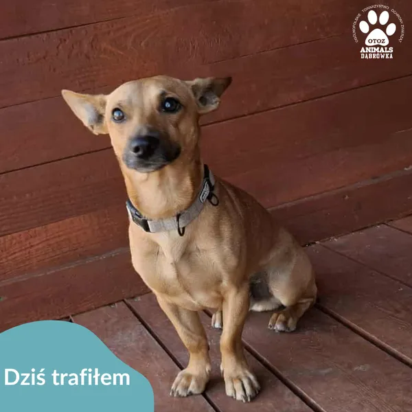 Znaleziono psa, Dąbrówka, 3 sierpnia 2025