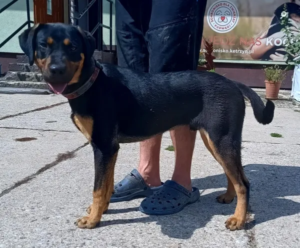 Znaleziono psa, Pieckowo, 4 sierpnia 2025 (1/2)