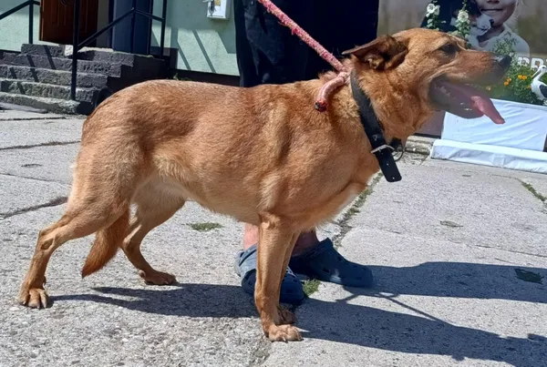 Znaleziono psa, Pieckowo, 4 sierpnia 2025 (5/5)