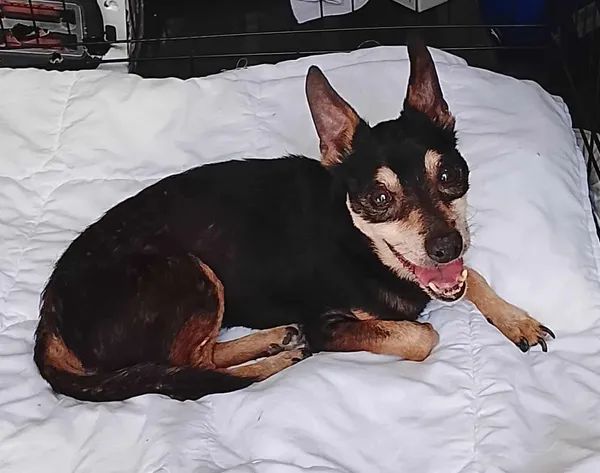 Znaleziono psa, Sosnowiec, 2 sierpnia 2025