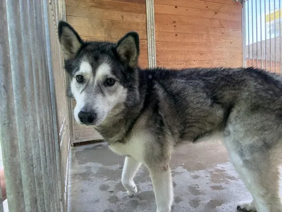 Pies do adopcji, Kraków, 23 lipca 2025