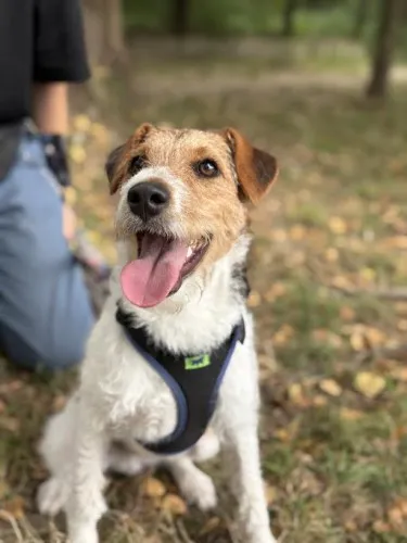 Pies do adopcji, Kraków, 23 lipca 2025 (1/5)