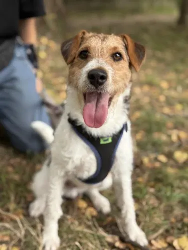 Pies do adopcji, Kraków, 23 lipca 2025 (4/5)