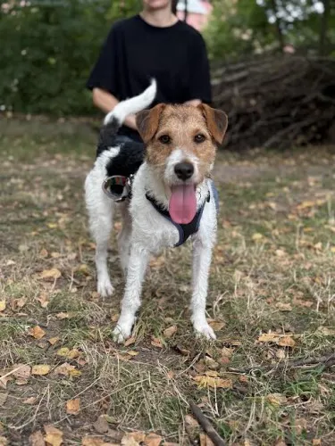 Pies do adopcji, Kraków, 23 lipca 2025 (5/5)