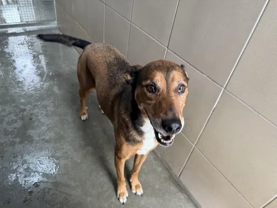 Pies do adopcji, Kraków, 23 lipca 2025