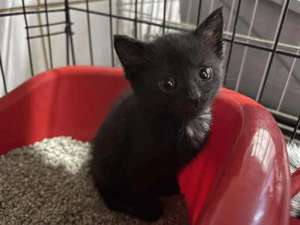 Znaleziono kota, Sosnowiec, 6 sierpnia 2025