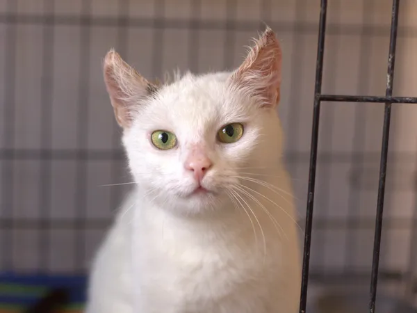 Znaleziono kota, Sosnowiec, 5 sierpnia 2025 (1/3)