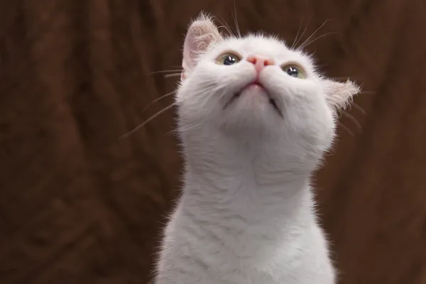 Znaleziono kota, Sosnowiec, 5 sierpnia 2025 (2/3)