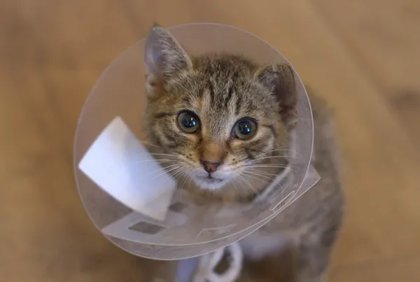 Znaleziono kota, Sosnowiec, 4 sierpnia 2025 (1/5)