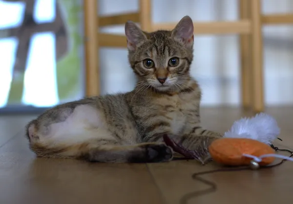 Znaleziono kota, Sosnowiec, 4 sierpnia 2025 (2/5)