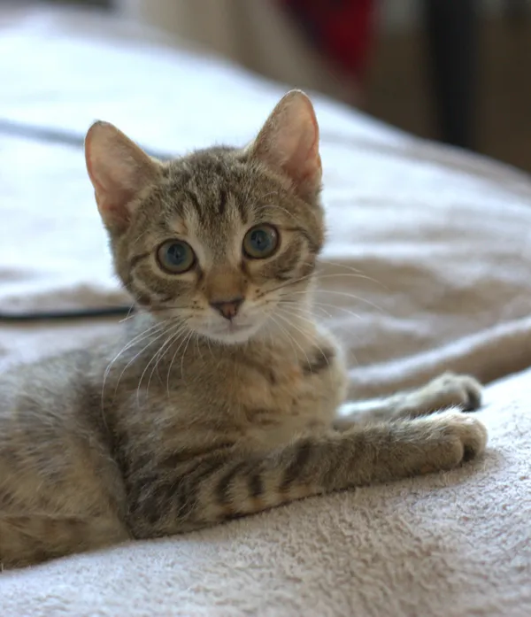 Znaleziono kota, Sosnowiec, 4 sierpnia 2025 (5/5)