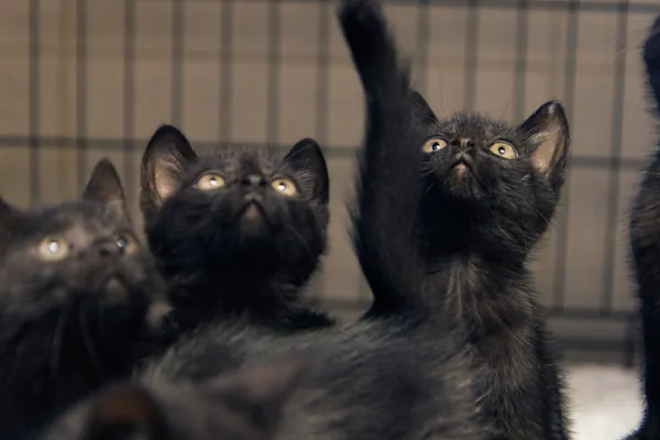 Znaleziono kota, Sosnowiec, 5 sierpnia 2025 (3/5)