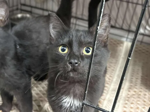 Znaleziono kota, Sosnowiec, 5 sierpnia 2025 (4/5)