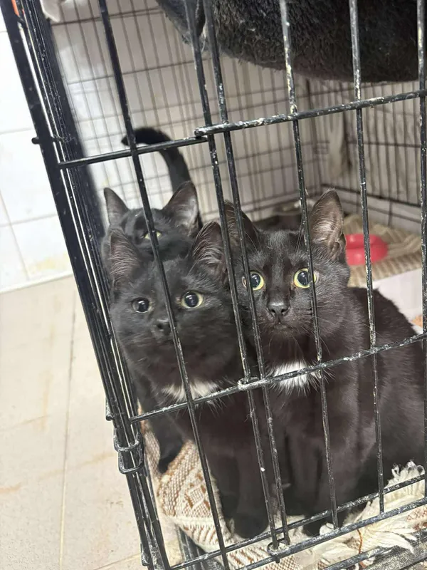 Znaleziono kota, Sosnowiec, 5 sierpnia 2025 (5/5)