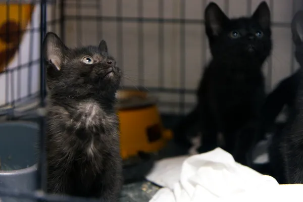 Znaleziono kota, Sosnowiec, 5 sierpnia 2025 (2/5)