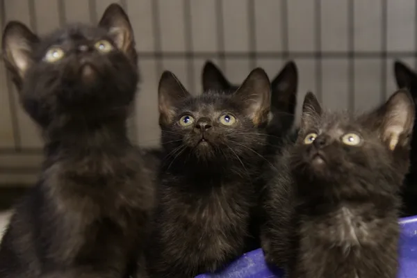 Znaleziono kota, Sosnowiec, 5 sierpnia 2025 (3/5)