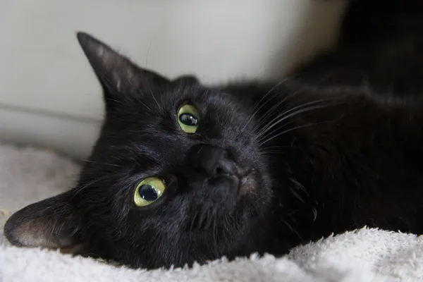 Znaleziono kota, Sosnowiec, 5 sierpnia 2025