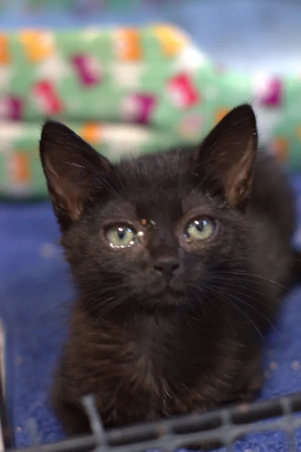 Znaleziono kota, Sosnowiec, 31 lipca 2025 (1/3)