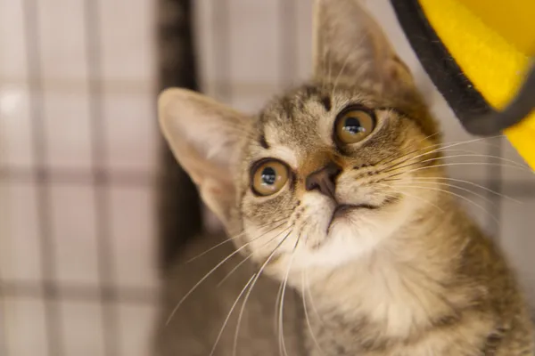 Znaleziono kota, Sosnowiec, 31 lipca 2025 (4/4)