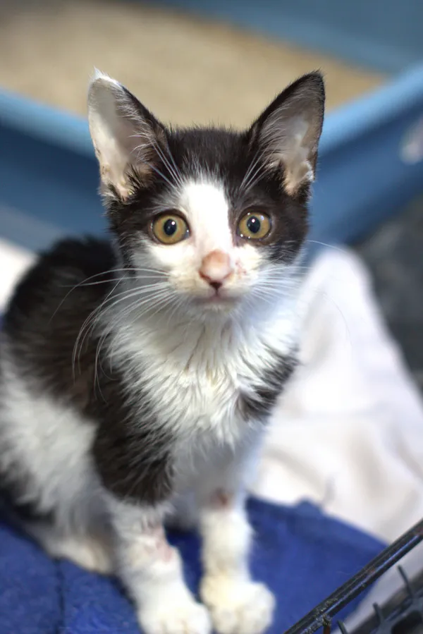 Znaleziono kota, Sosnowiec, 31 lipca 2025 (1/4)