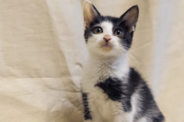 Znaleziono kota, Sosnowiec, 31 lipca 2025 (2/4)