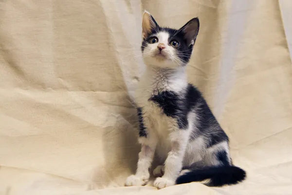 Znaleziono kota, Sosnowiec, 31 lipca 2025 (3/4)