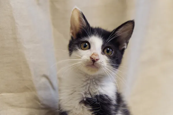 Znaleziono kota, Sosnowiec, 31 lipca 2025 (4/4)