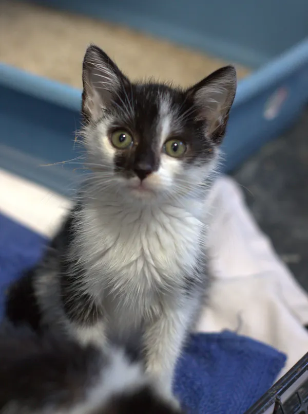 Znaleziono kota, Sosnowiec, 31 lipca 2025 (1/3)