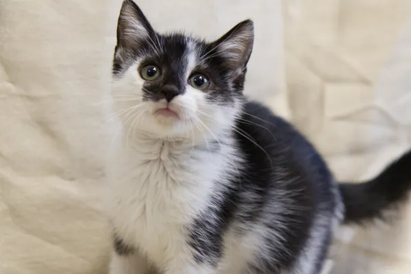 Znaleziono kota, Sosnowiec, 31 lipca 2025 (2/3)