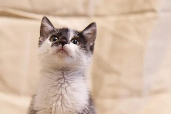 Znaleziono kota, Sosnowiec, 31 lipca 2025 (3/3)