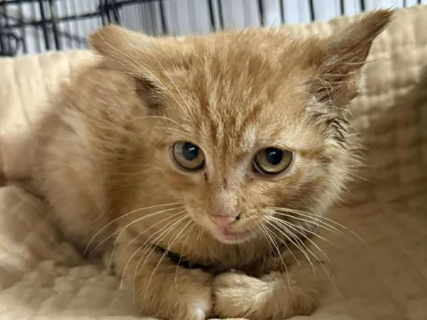 Znaleziono kota, Sosnowiec, 30 lipca 2025