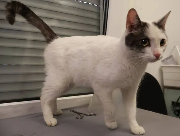 Znaleziono kota, Łódź, 6 sierpnia 2025 (1/5)