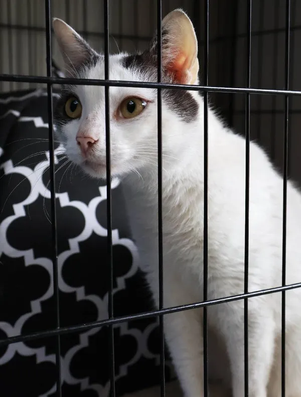 Znaleziono kota, Łódź, 6 sierpnia 2025 (4/5)