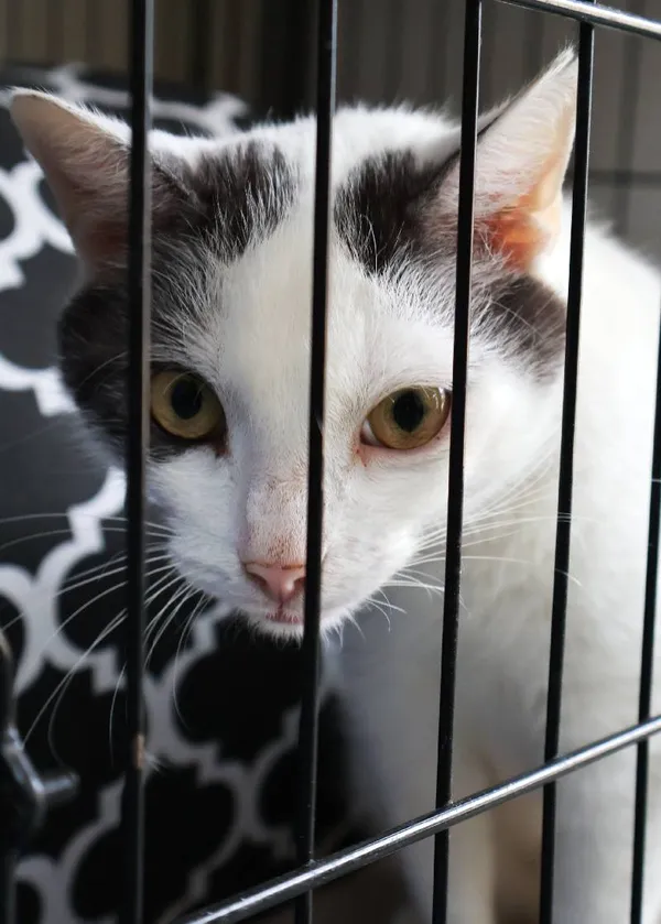 Znaleziono kota, Łódź, 6 sierpnia 2025 (5/5)