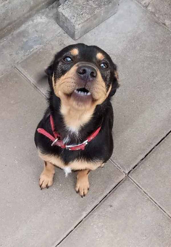 Znaleziono psa, Gdańsk, 7 sierpnia 2025