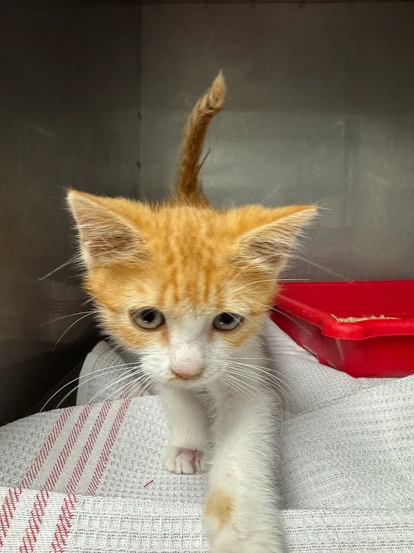 Znaleziono kota, Gdańsk, 6 sierpnia 2025