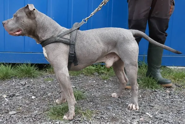 Znaleziono psa, Łódź, 7 sierpnia 2025 (1/5)