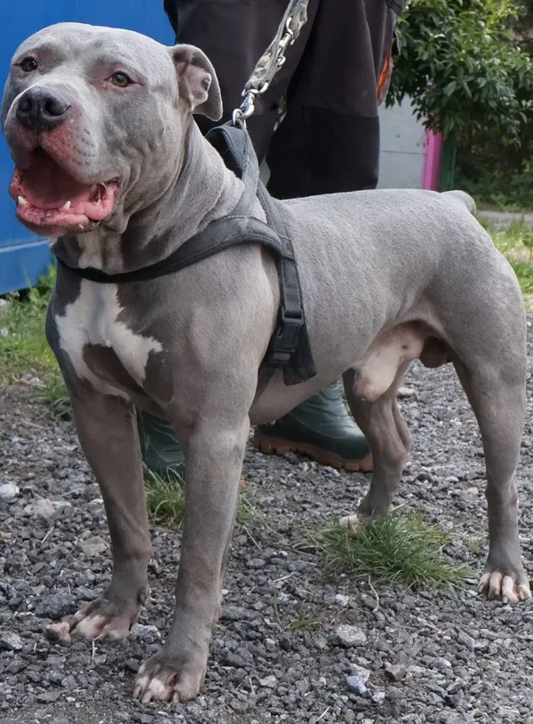 Znaleziono psa, Łódź, 7 sierpnia 2025 (2/5)