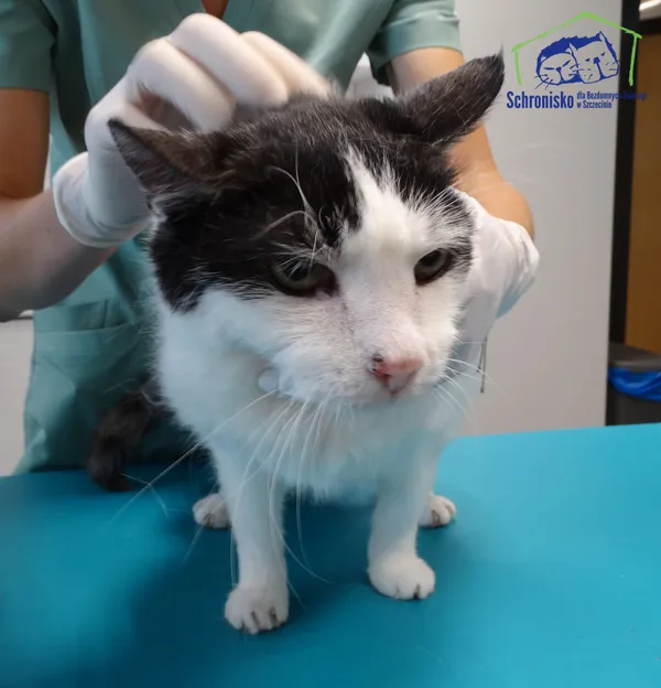 Znaleziono kota, Szczecin, 7 sierpnia 2025 (2/3)