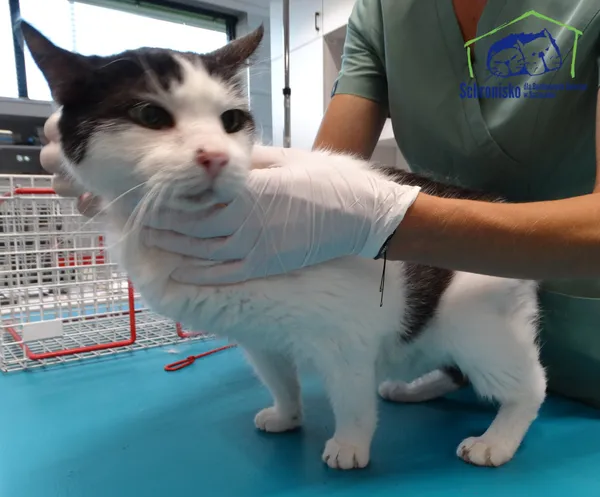 Znaleziono kota, Szczecin, 7 sierpnia 2025 (3/3)