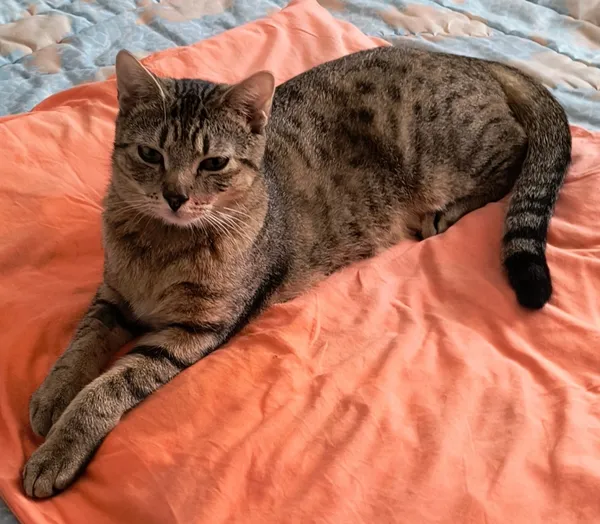 Zaginął kot, Łódź, 7 sierpnia 2025