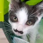 Kot do adopcji