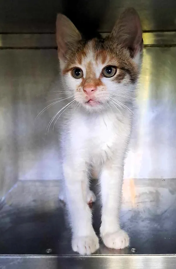 Kot do adopcji, Olsztyn, 28 lipca 2025