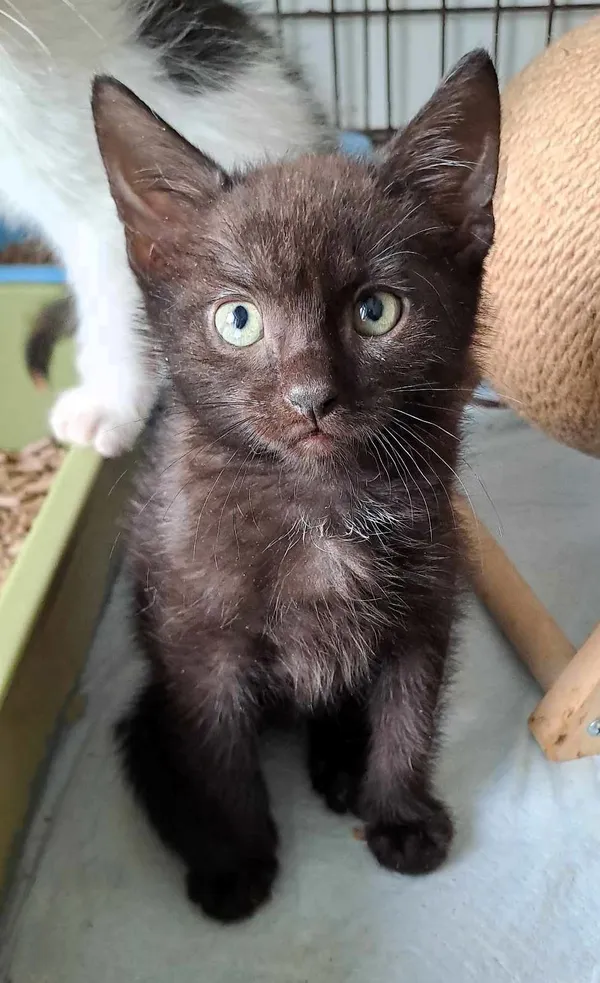 Kot do adopcji, Olsztyn, 25 lipca 2025